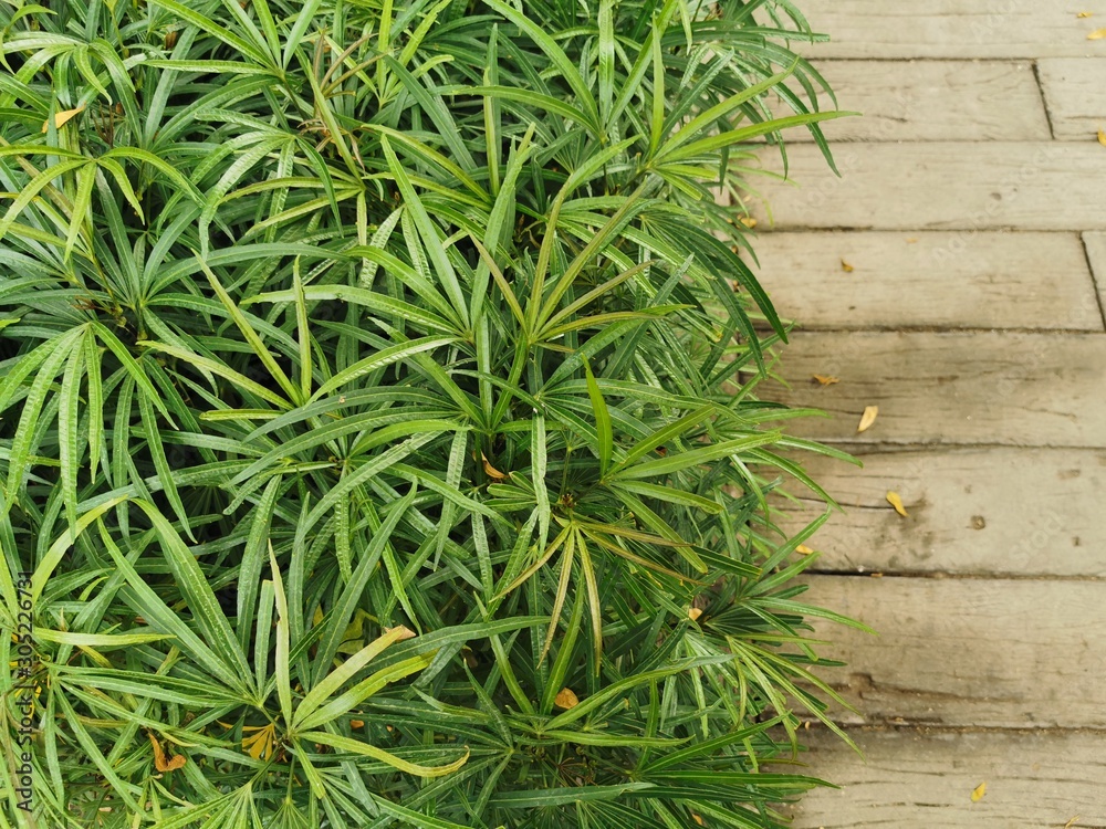 Background grass and wood floor and cement Background grass and wood floor and cement