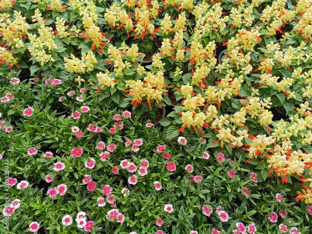 colorful flowers in the garden