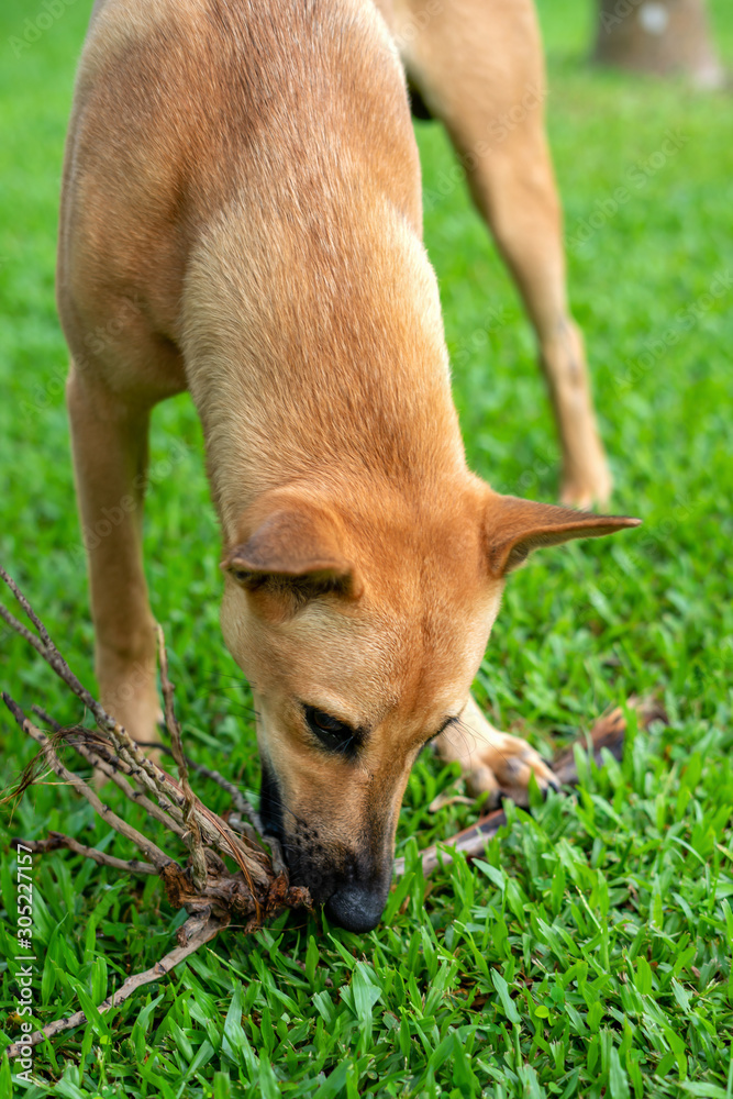mongrel redhead dog plays on a green lawn in summer on a Sunny clear day