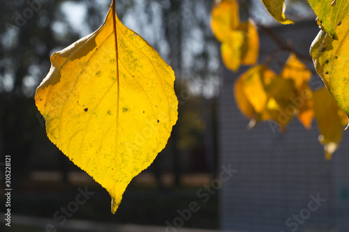 yellow apricot leaf
