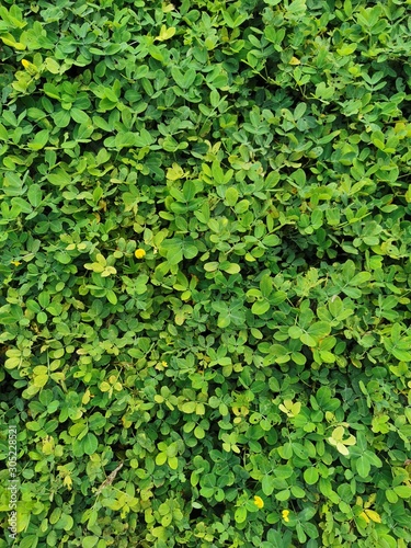 background of green leaves
