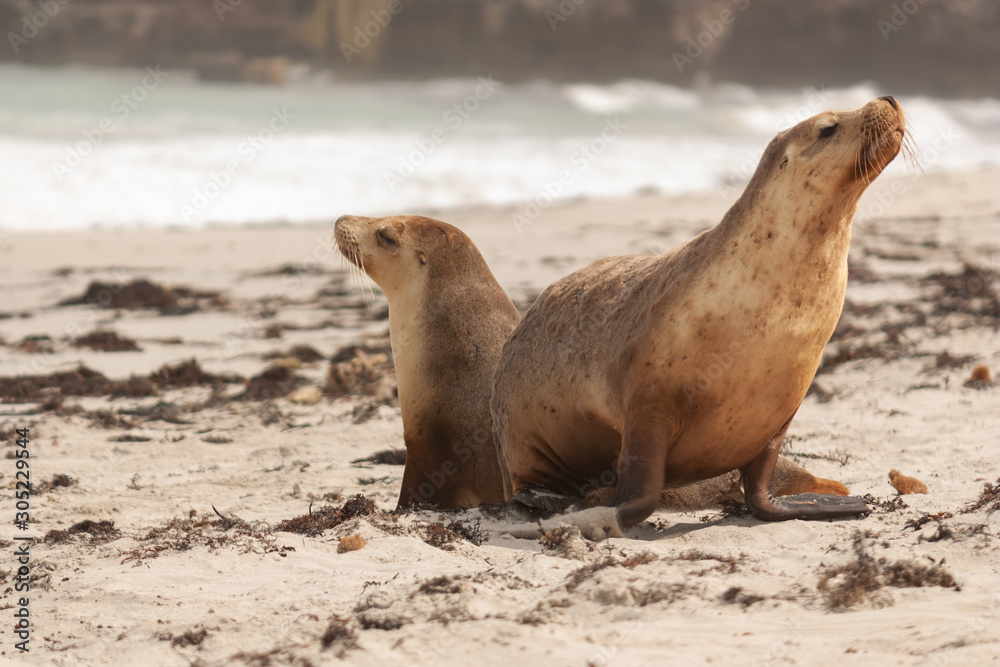 Fototapeta premium Sea Lion at Seal Bay Kangaroo Island Australia