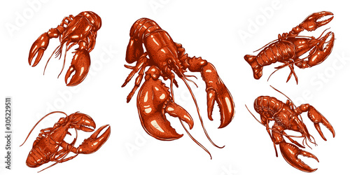 Set of lobster by hand drawing.Lobster vector silhouette on white background.Shrimp art highly detailed in line art style.Animal pictures for coloring.