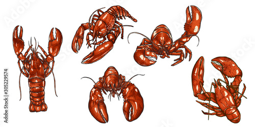 Set of lobster by hand drawing.Lobster vector silhouette on white background.Shrimp art highly detailed in line art style.Animal pictures for coloring.