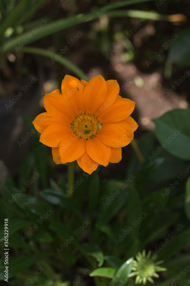 gazania gazania