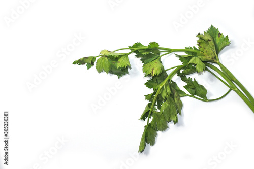Leaves of fresh tasty celery parsley without root on white background. Green leaves of fresh tasty parsley isolated on white background