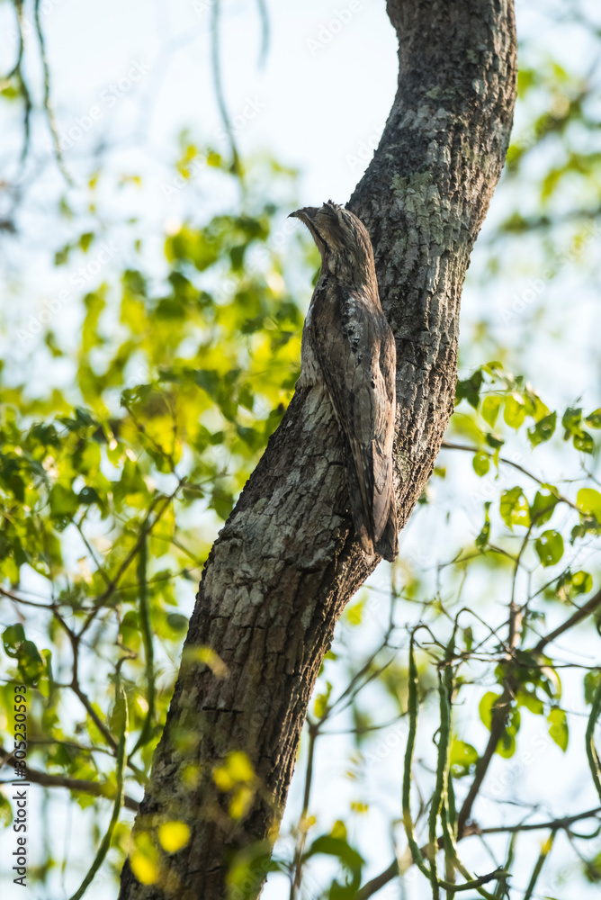 Fototapeta premium Common Potoo,Nyctibius griseus, Pantanal Magrossense, Brazil
