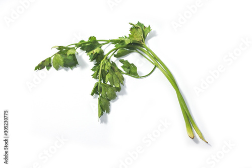 Fresh green celery parsley isolated on white background. Green parsley bunch on white background without root