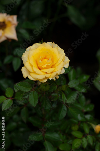 yellow rose in garden