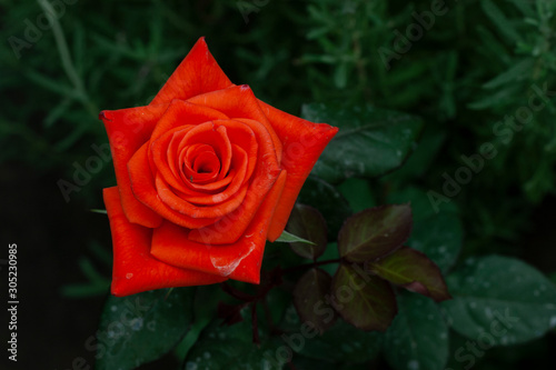 red roses green