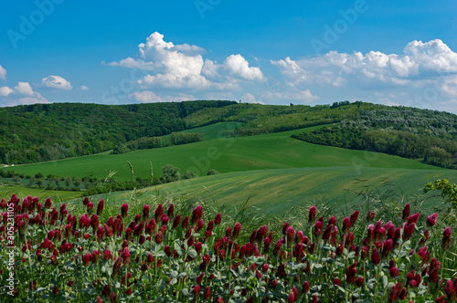 Crimson clover  Trifolium incarnatum  field in Czech Republic  South Moravia
