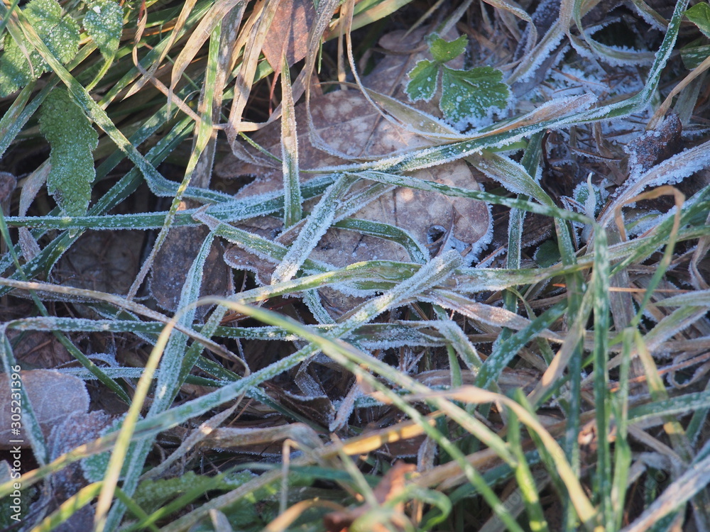 Green grass and gray fallen autumn leaves, covered with frost. Small ice crystals.