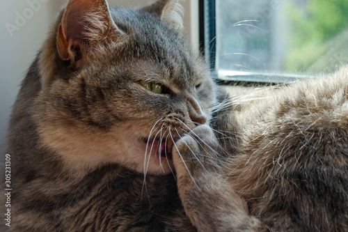 A tabby cat bites at its claws white