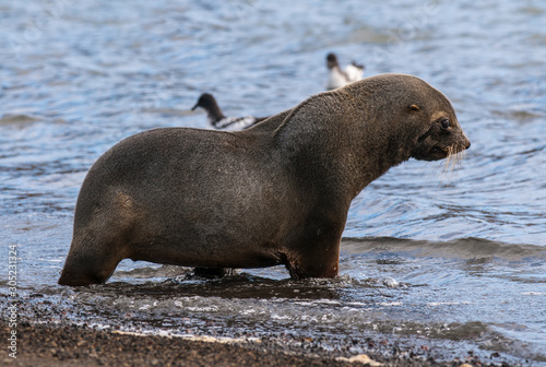 Antarctic fur seal,Arctophoca gazella, an beach, Antartic peninsula.