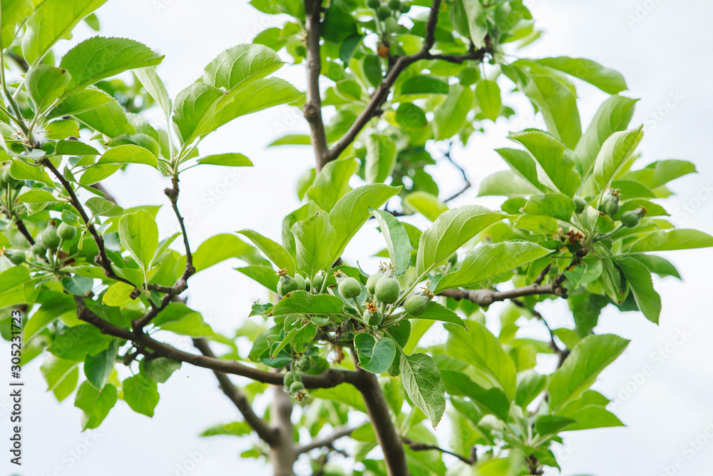 Ripening apples in the summer orchard. Unripe small green apples on the branches of a tree. Ripening apples in the summer orchard. Unripe small green apples on the branches of a tree.