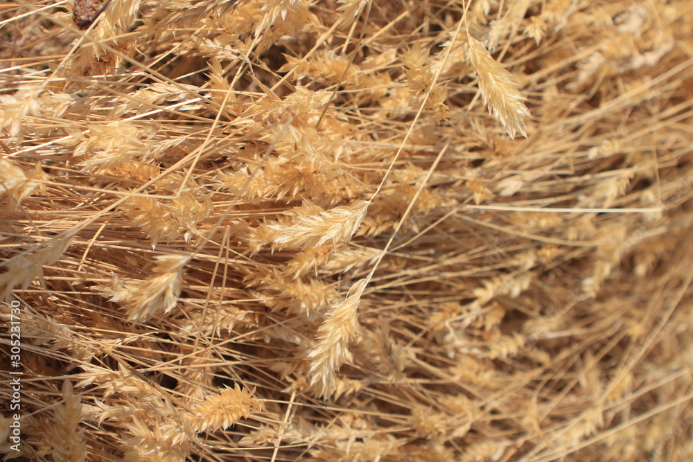 Fototapeta premium Closeup of bent over wheat sheaves.