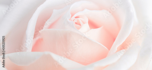 Unfocused blur rose petals, abstract romance background, pastel and soft flower card