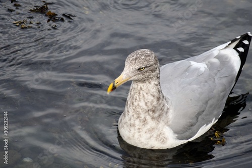 sea bird in the watter
