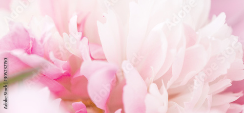 Unfocused blur peony petals, abstract romance background, pastel and soft flower card