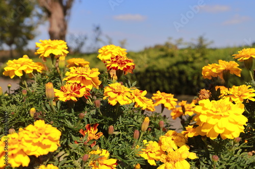 Colorful flowers of marigold