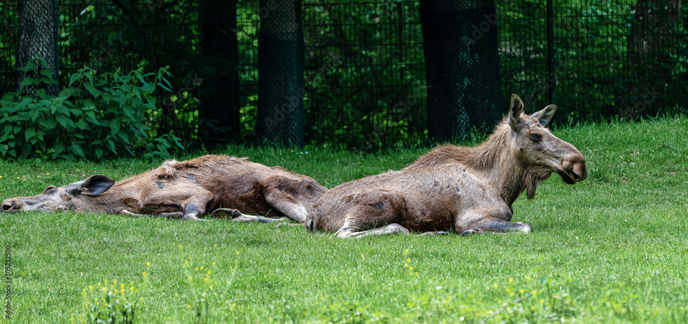 European Moose, Alces alces, also known as the elk European Moose, Alces alces, also known as the elk
