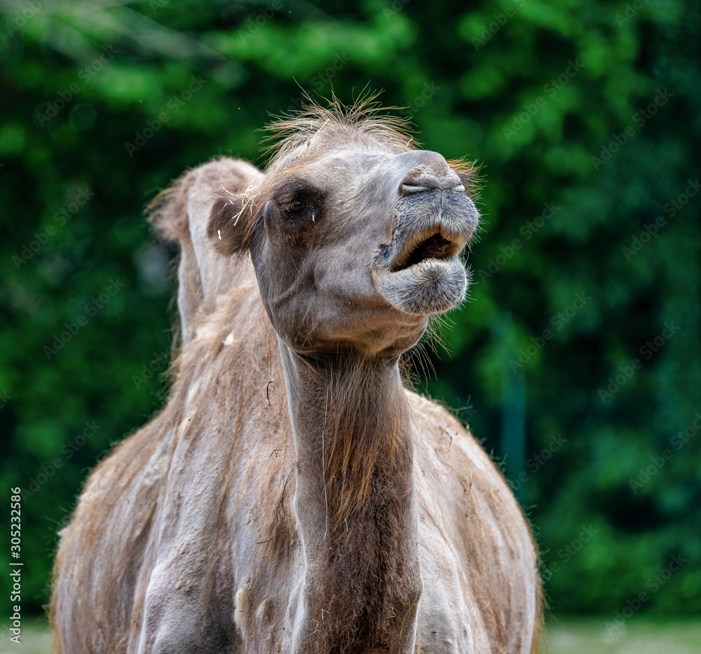 Obraz premium Bactrian camel, Camelus bactrianus in a german zoo