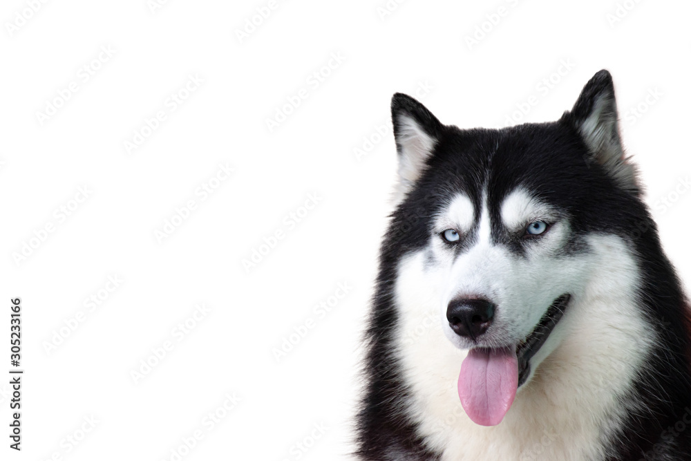 Portrait of siberian Husky dog isolated on white background