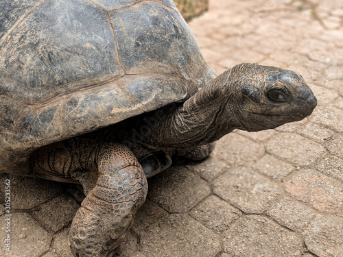 Aldabra tortoise on La Digue island, Seychelles photo