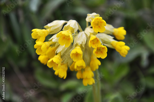 In spring  primrose  Primula veris  blooms in nature