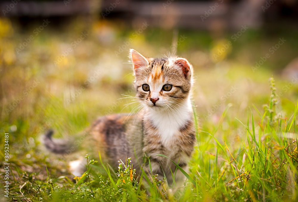 kitten in the grass