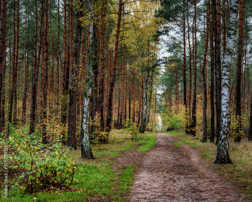 Im Wald nach dem Regen