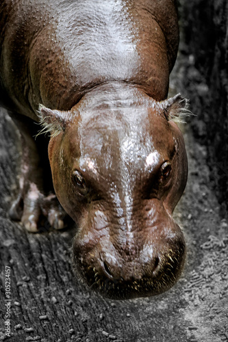 The pygmy hippopotamus (Choeropsis liberiensis or Hexaprotodon liberiensis) is a small hippopotamid which is native to the forests and swamps of West Africa, primarily in Liberia