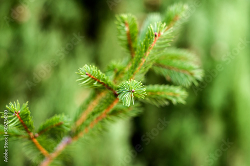spruce buds on unfocused background