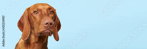 Cute hungarian vizsla puppy studio portrait. Dog looking at the camera headsh...
