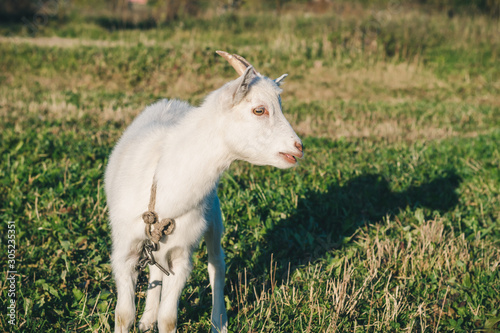 A young white horned goat grazes and makes sounds in a green meadow on a bright sunny summer day