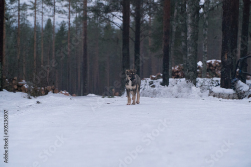 dog in snow