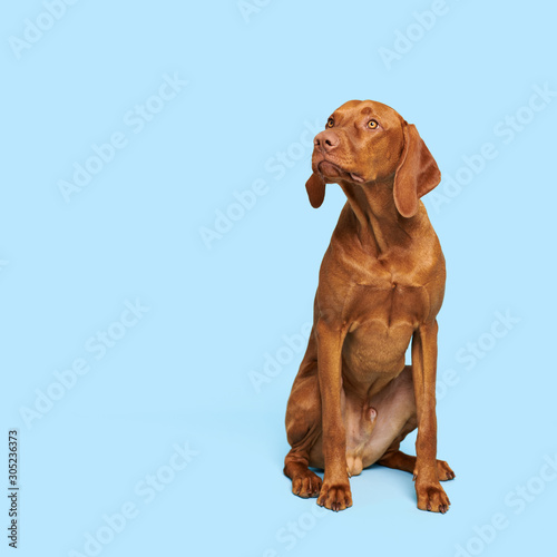 Gorgeous hungarian vizsla sitting and looking up studio portrait. Full body front view hunting dog shot over blue background.
