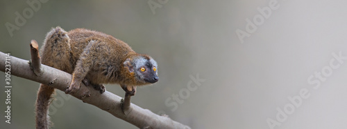 Banner with portrait of curious and cute Red Fronted Madagascar Lemur at smooth gradient background and copy space for text, summer, outdoor