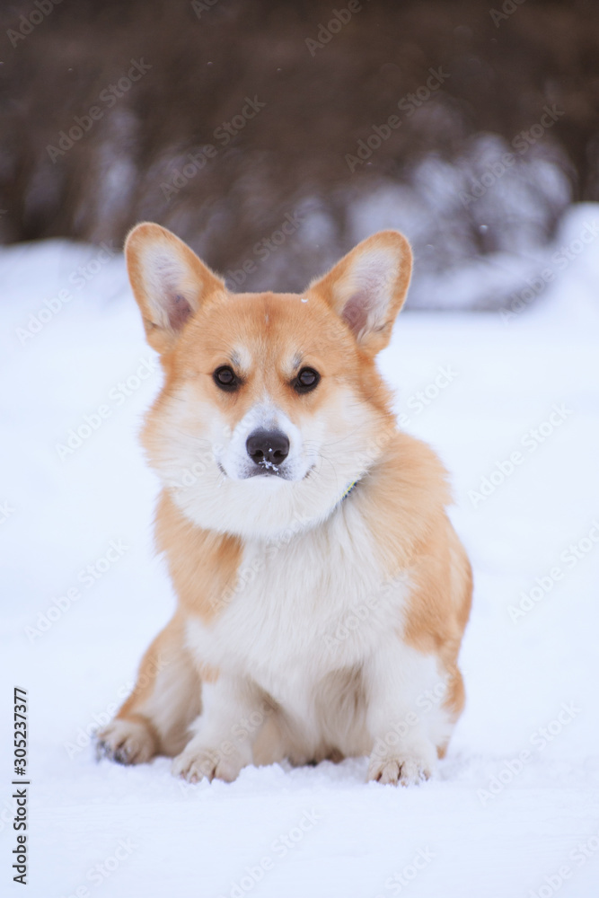 Welsh Corgi Pembroke red dog sits in the winter on snow