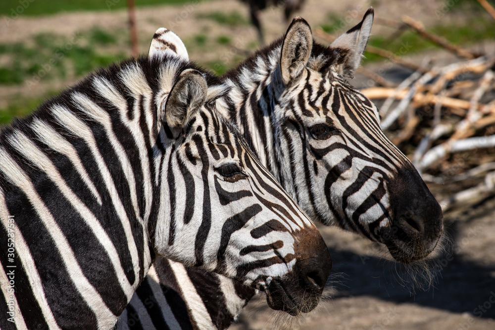 Portait of a pair adult zebras Portait of a pair adult zebras