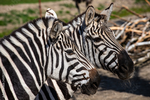 Portait of a pair adult zebras