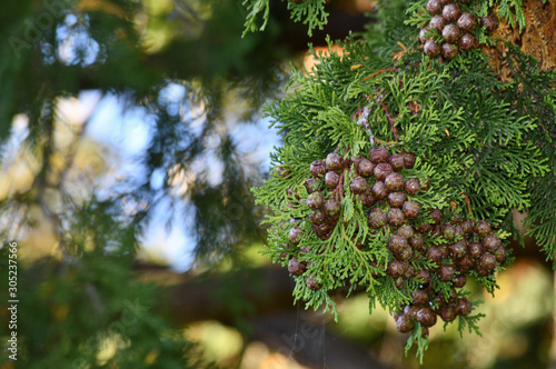 背景をぼかして、球果を付けたヒノキの梢をアップで撮影した写真
