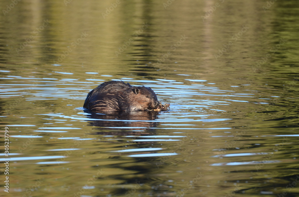 Wild North American Beaver feeding on a plant in late fall in Ontario Wild North American Beaver feeding on a plant in late fall in Ontario