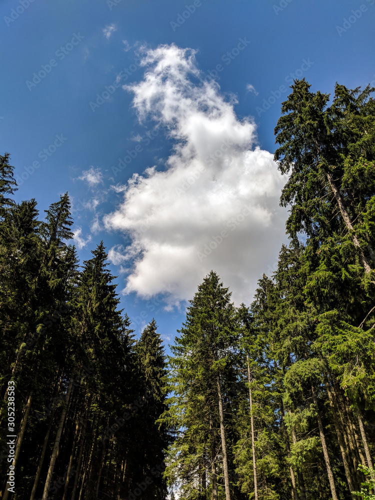 Tall Pine Trees in the Forest on a summer day- Bucegi Reservation, Romania Tall Pine Trees in the Forest on a summer day- Bucegi Reservation, Romania
