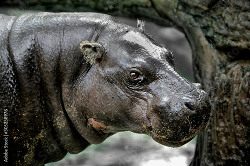 Εκτύπωση καμβά The pygmy hippopotamus (Choeropsis liberiensis or Hexaprotodon liberiensis) is a