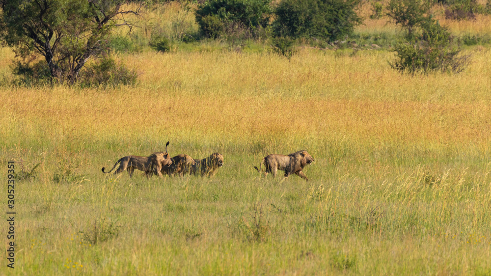 Four male lions fighting for territory, Pilanesberg National Park, South Africa. Four male lions fighting for territory, Pilanesberg National Park, South Africa.