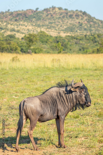 Fototapeta Naklejka Na Ścianę i Meble -  Blue wildebeest (Connochaetes taurinus) alert for danger, Pilanesberg National Park, South Africa.