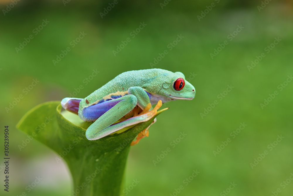 Naklejka premium Agalychnis callidryas