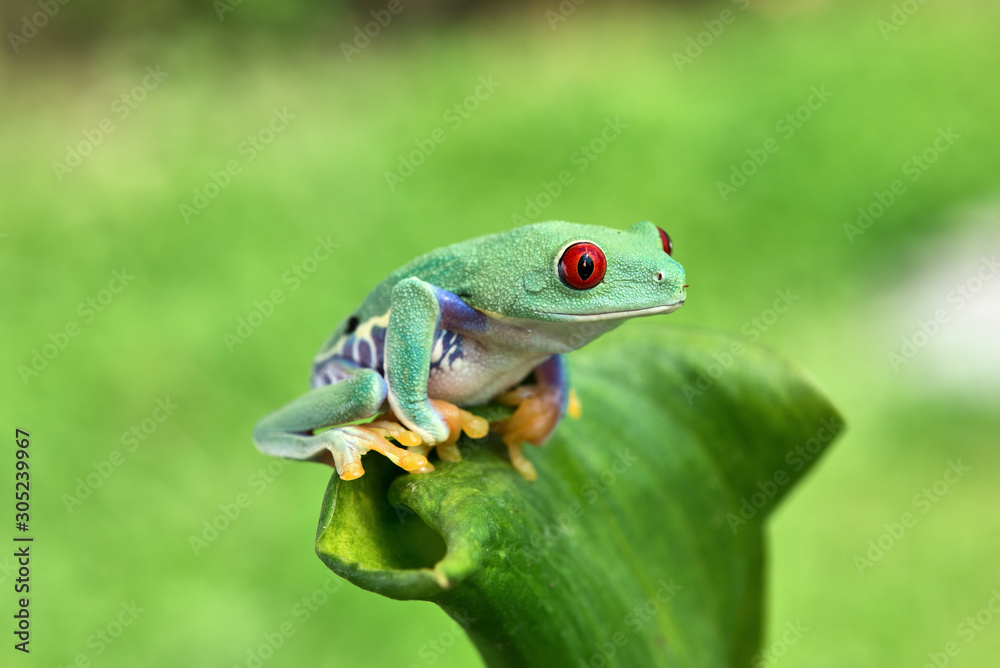 Fototapeta premium Agalychnis callidryas