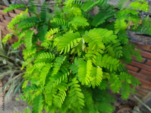 leaf soft of tamarind tree